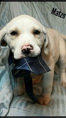 Boxador Dogs for adoption in Newark, DE, USA