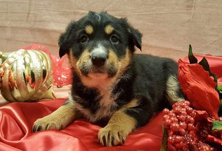 Border-Aussie Dogs for adoption in Modesto, CA, USA