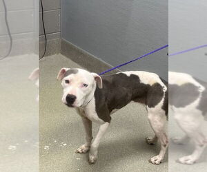 Mutt Dogs for adoption in Las Vegas, NV, USA