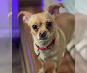 Chihuahua Dogs for adoption in Techny, IL, USA