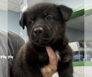 Mutt Dogs for adoption in Washington, DC, USA