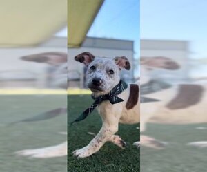 Pointer-Unknown Mix Dogs for adoption in Chula Vista, CA, USA