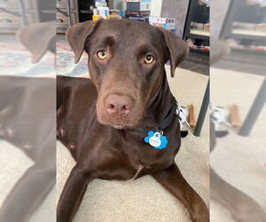 Chocolate Labrador retriever-Unknown Mix Dogs for adoption in Minneapolis, MN, USA