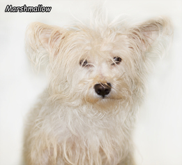 Mutt Dogs for adoption in Shamokin, PA, USA