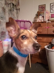 Chihuahua Dogs for adoption in Reeds, MO, USA