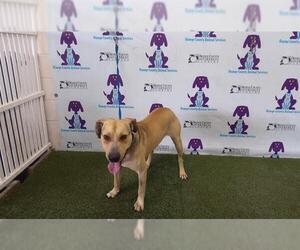 Labrador Retriever-Unknown Mix Dogs for adoption in Orlando, FL, USA