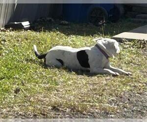 American Pit Bull Terrier-Unknown Mix Dogs for adoption in Rosenberg, TX, USA