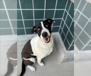 Borador Dogs for adoption in Rancho Cucamonga, CA, USA