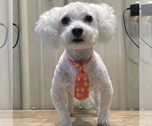 Bichon Frise Dogs for adoption in Batavia, OH, USA