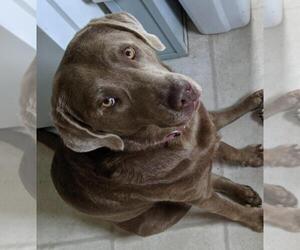 Labrador Retriever Dogs for adoption in Alexander, AR, USA