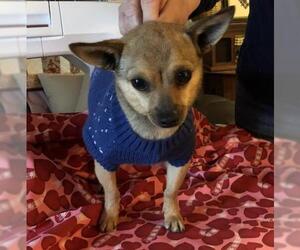 Chihuahua Dogs for adoption in Columbus, IN, USA