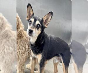 Chihuahua Dogs for adoption in San Bernardino, CA, USA