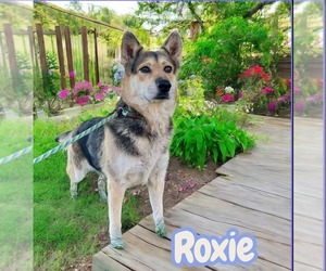 German Shepherd Dog Dogs for adoption in Lafayette, CA, USA