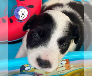 Great Pyrenees Dogs for adoption in Spring, TX, USA