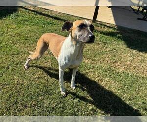 American Foxhound Dogs for adoption in Grovetown, GA, USA
