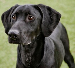 Lab-Pointer Dogs for adoption in Little Elm, TX, USA