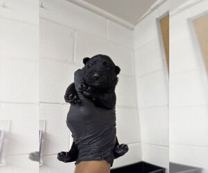 Mutt Dogs for adoption in San Bernardino, CA, USA