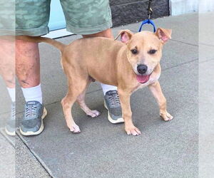 Bulldog-Unknown Mix Dogs for adoption in White Bluff, TN, USA