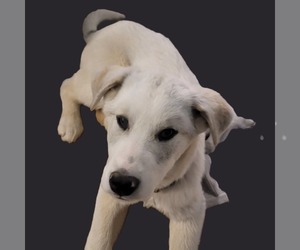 Great Pyrenees-Unknown Mix Dogs for adoption in Hamilton, MT, USA