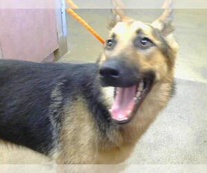 German Shepherd Dog Dogs for adoption in Sacramento, CA, USA