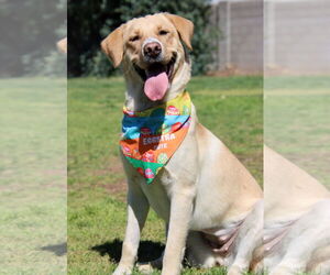 Golden Labrador Dogs for adoption in Glendale , AZ, USA