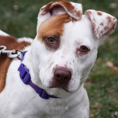 American Staffordshire Terrier Dogs for adoption in Huntley, IL, USA