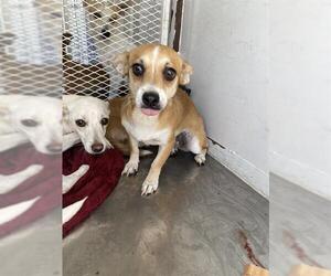 Chihuahua Dogs for adoption in Bakersfield, CA, USA
