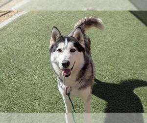 Siberian Husky-Unknown Mix Dogs for adoption in Las Vegas, NV, USA