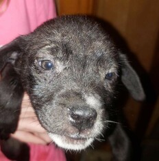 Bo-Dach Dogs for adoption in Genesee, WI, USA