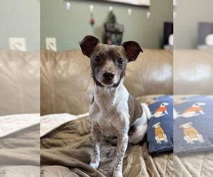 Chihuahua-Unknown Mix Dogs for adoption in Fort Collins, CO, USA