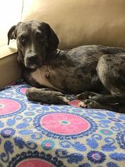 Catahoula Leopard Dog Dogs for adoption in Rydal, GA, USA