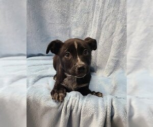 Mutt Dogs for adoption in Lake City, MI, USA