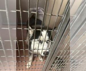 Alaskan Malamute Dogs for adoption in Ogden, UT, USA