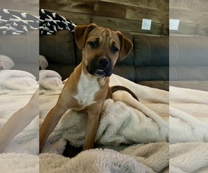 Black Mouth Cur-Boxer Mix Dogs for adoption in Fenton, MO, USA