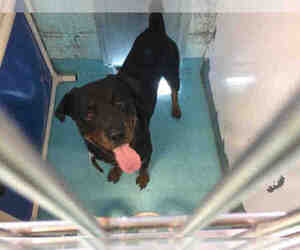 Rottweiler Dogs for adoption in Long Beach, CA, USA