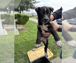 Border Collie-Siberian Husky Mix Dogs for adoption in Stockton, CA, USA