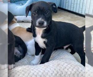 Chihuahua-Unknown Mix Dogs for adoption in San Diego, CA, USA