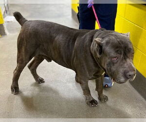 Presa Canario Dogs for adoption in Forestville, MD, USA