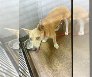 Siberian Husky-Unknown Mix Dogs for adoption in San Bernardino, CA, USA