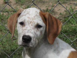 Lab-Pointer Dogs for adoption in Carthage, AR, USA
