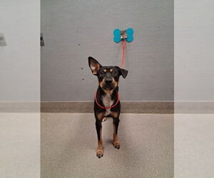 Rottweiler-Unknown Mix Dogs for adoption in Las Vegas, NV, USA