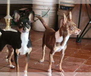 Chipin Dogs for adoption in Bridgewater, NJ, USA