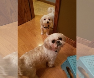 Shih Tzu Dogs for adoption in Jasper, IN, USA
