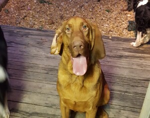 Bloodhound Dogs for adoption in Acworth, GA, USA