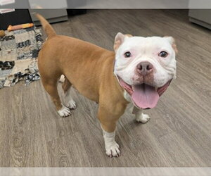 Mutt Dogs for adoption in Martinez, CA, USA