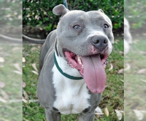 Small American Bulldog-Staffordshire Bull Terrier Mix