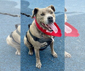 American Staffordshire Terrier-Unknown Mix Dogs for adoption in Euless, TX, USA