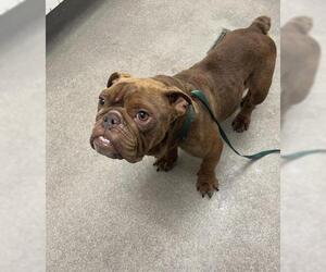 American Bulldog Dogs for adoption in HESPERIA, CA, USA