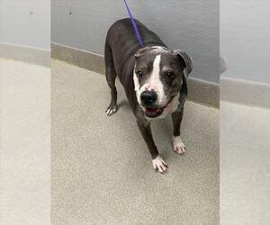 American Pit Bull Terrier-Unknown Mix Dogs for adoption in Las Vegas, NV, USA