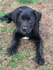 Labrottie Dogs for adoption in Hillsboro, NH, USA
